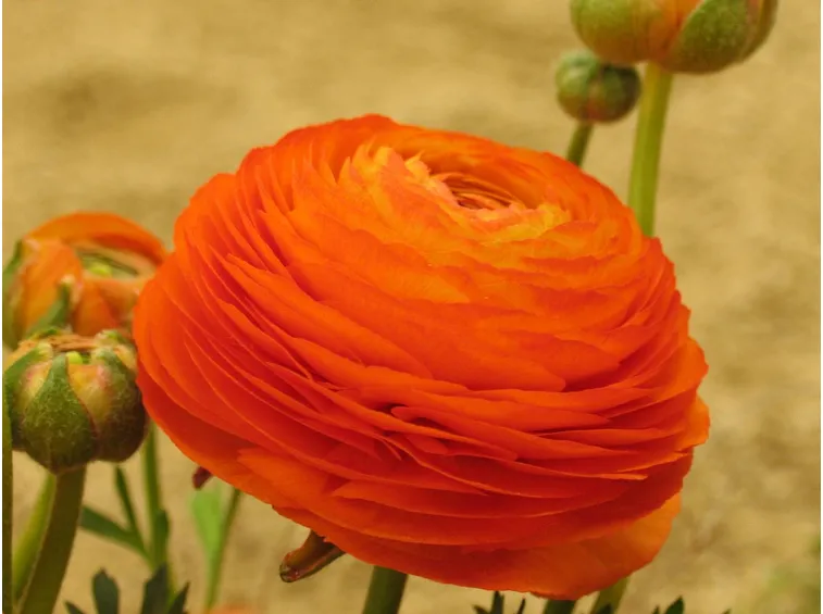 Esemplare di ranunculus con tanti petali