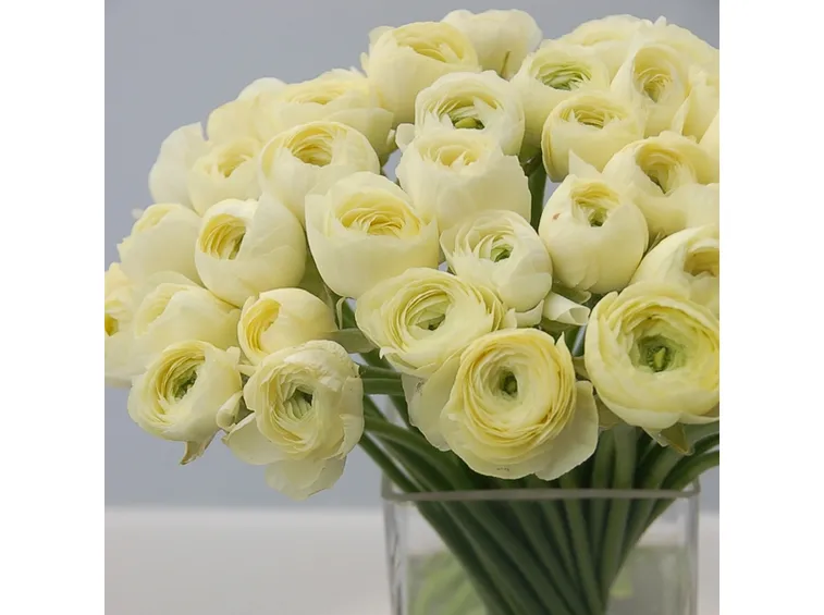 Ranunculus recisi