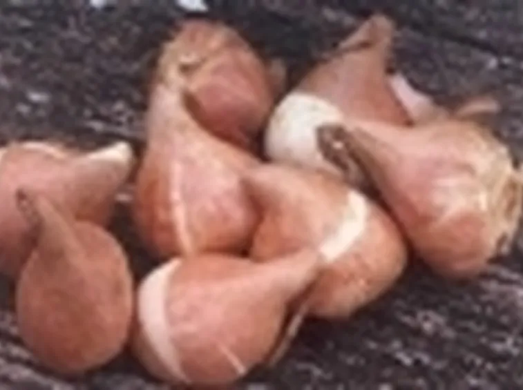 Bulbi