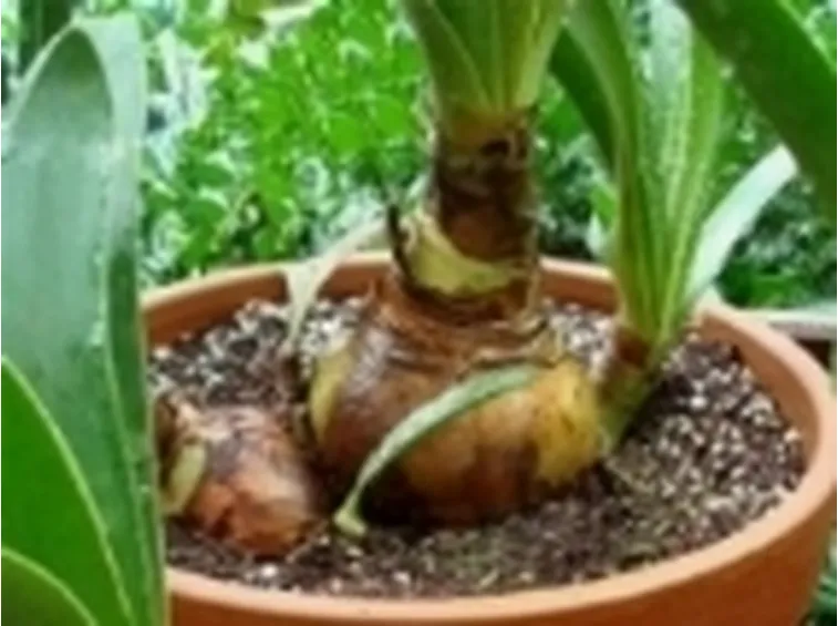 Bulbo in riposo vegetativo