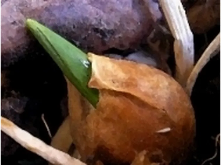 Bulbo di tulipano