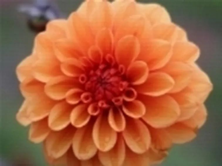 Dahlia fiorita