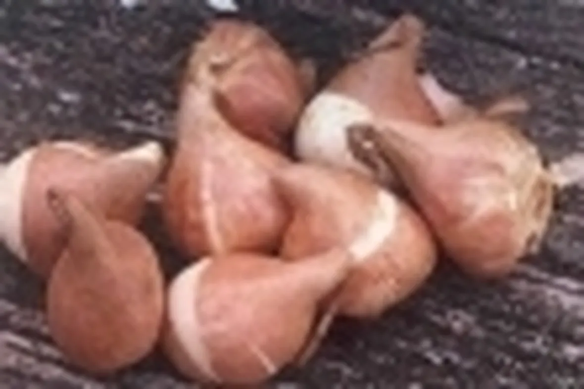 Bulbi