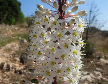 Fiori scilla
