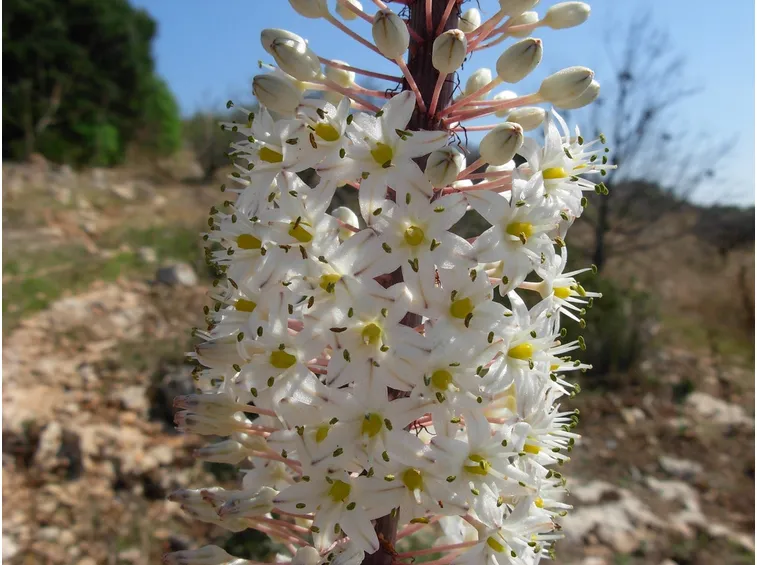 Fiori scilla
