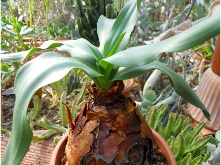 Scilla marittima