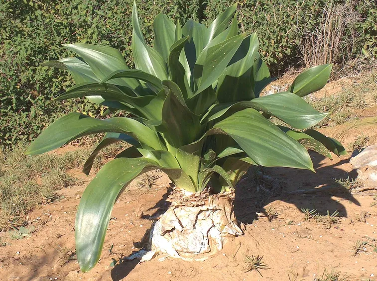 Scilla pianta