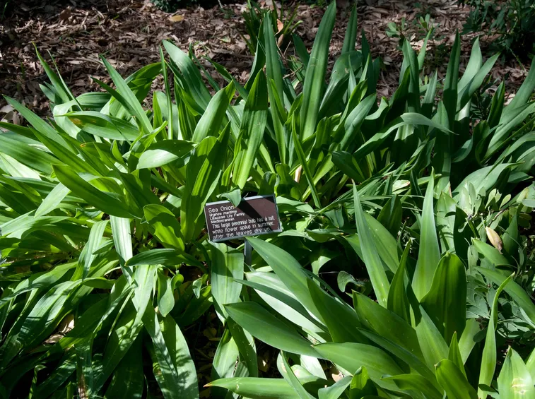 Piante scilla