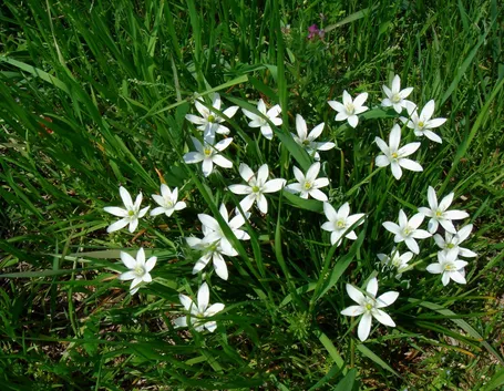 Ornithogalum umbellatum fotografato in natura