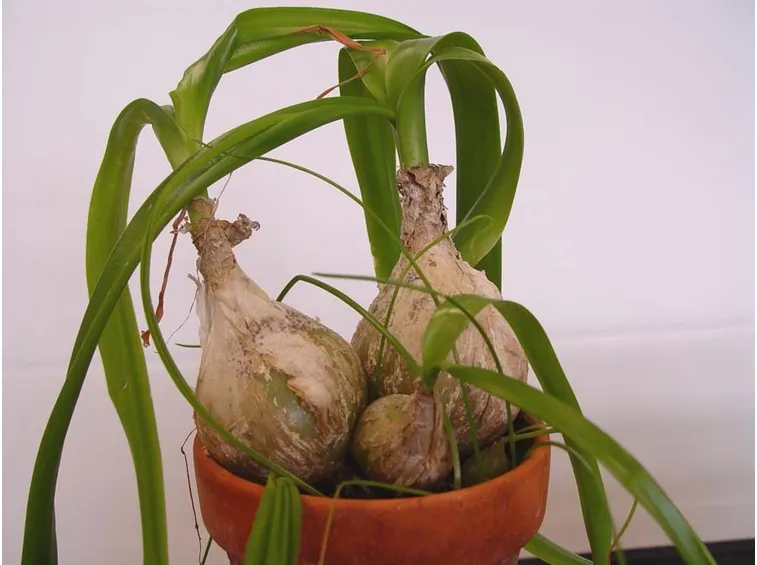 Bulbi di Ornithogalum