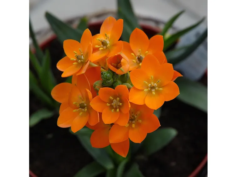 Varietà arancione e a petali sovrapposti di Ornithogalum