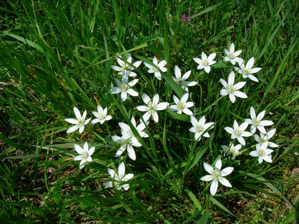Ornithogalum umbellatum fotografato in natura