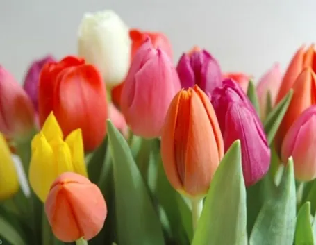 Splendidi tulipani olandesi