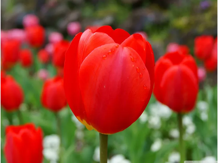 Tulipano rosso