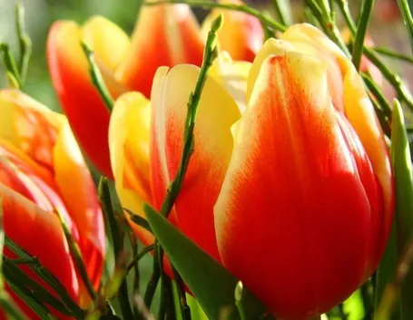 tulipani screziati