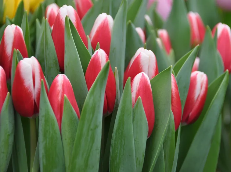 tulipa 