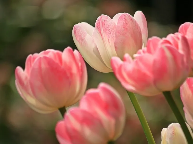 tulipa doppi