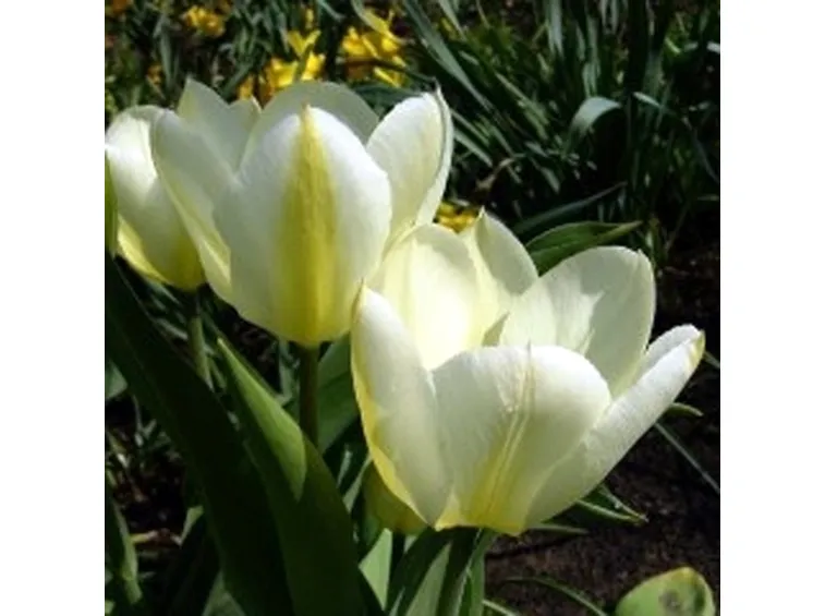 tulipa fosteriane white emperor