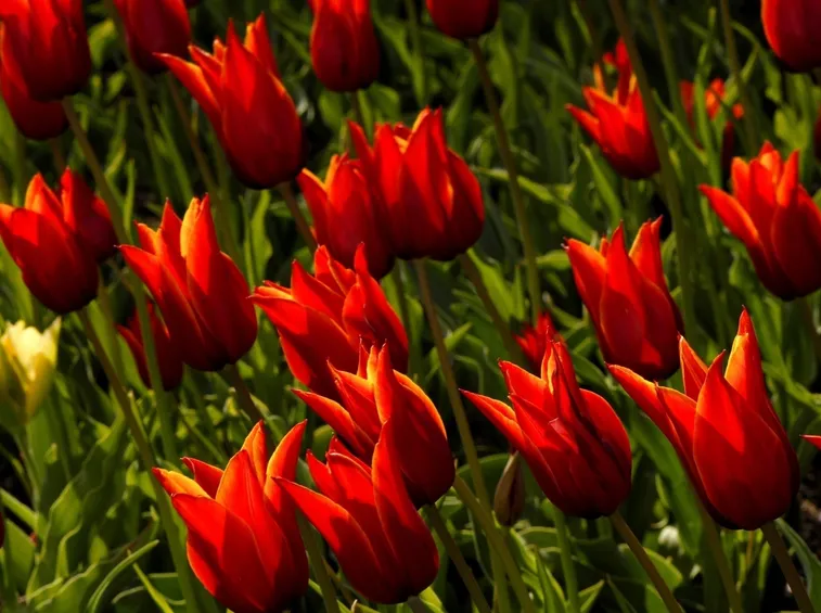 tulipani nani
