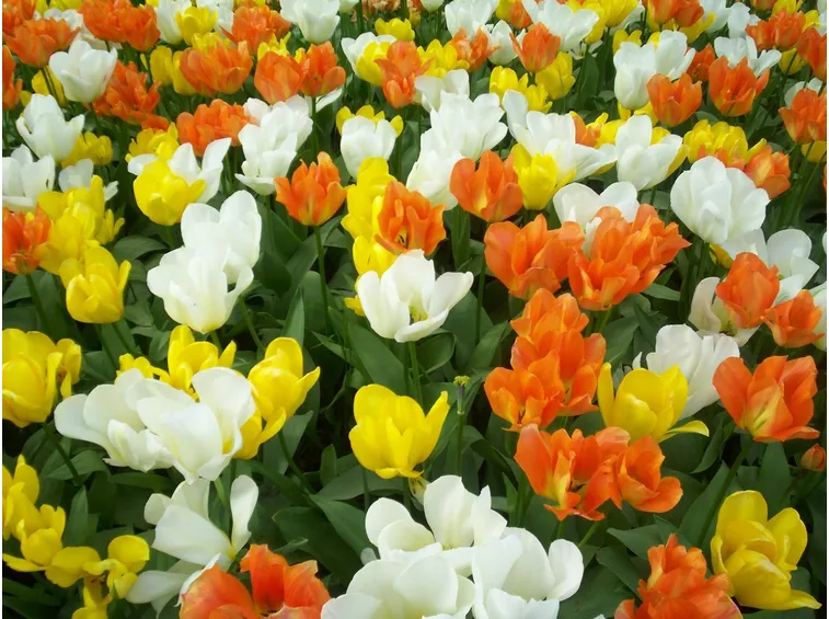 campo di tulipani 01