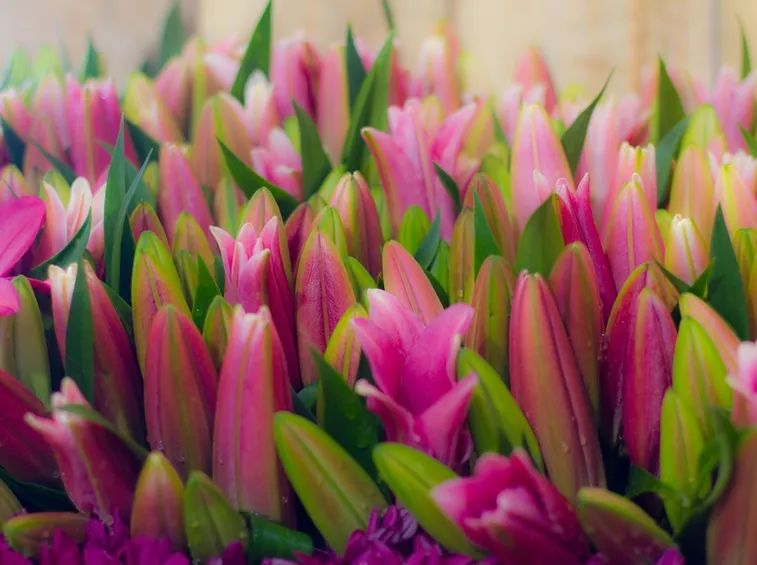 tulipani stellati