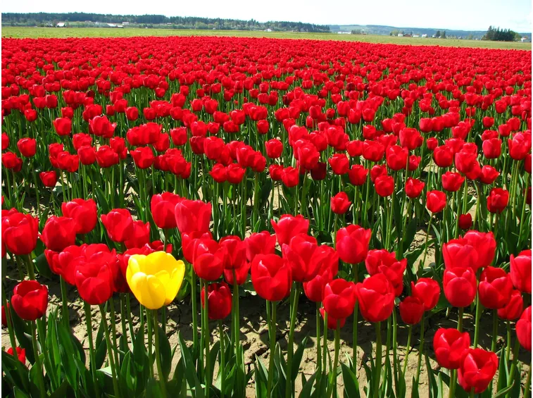 campo di tulipani
