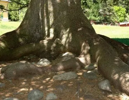 picea abies