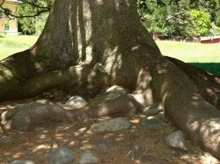 picea abies