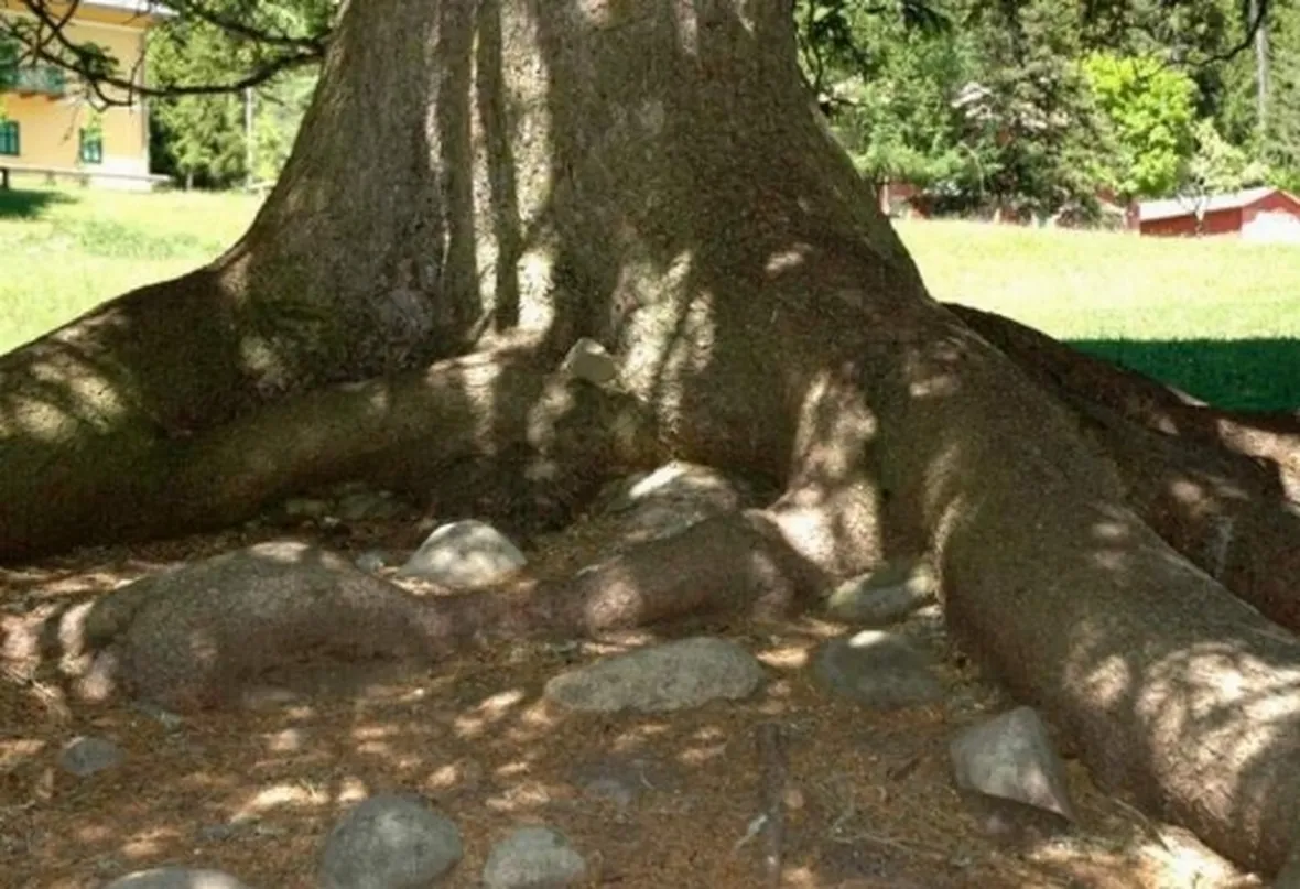 picea abies