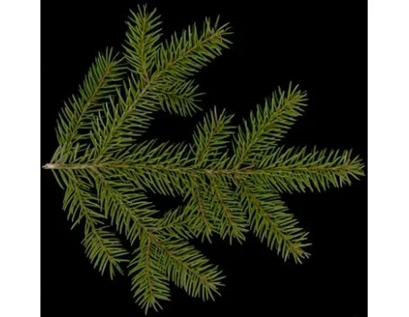 picea abies