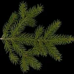 picea abies
