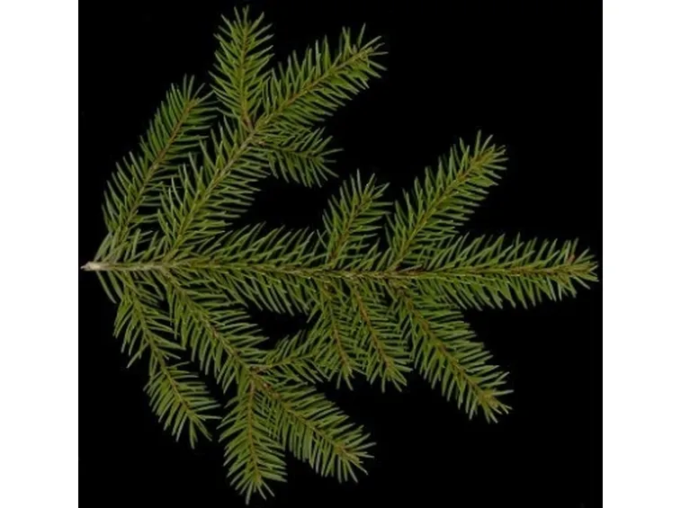 picea abies