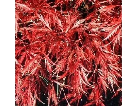 acer palmatum