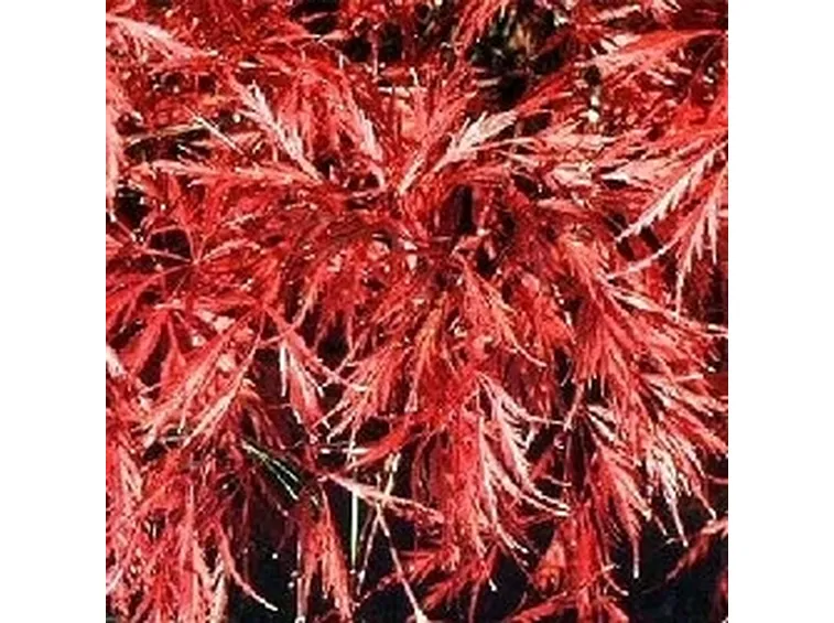 acer palmatum