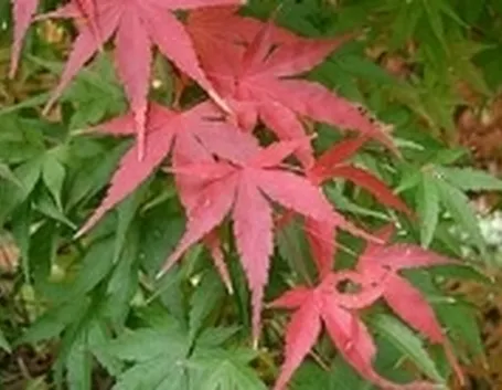 acero rosso