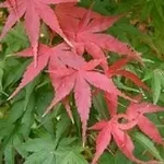 acero rosso