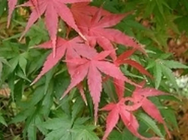 acero rosso