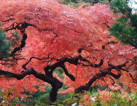 acero rosso giapponese
