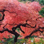 acero rosso giapponese