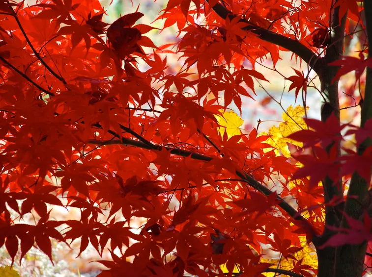 acero rosso giapponese particolare 