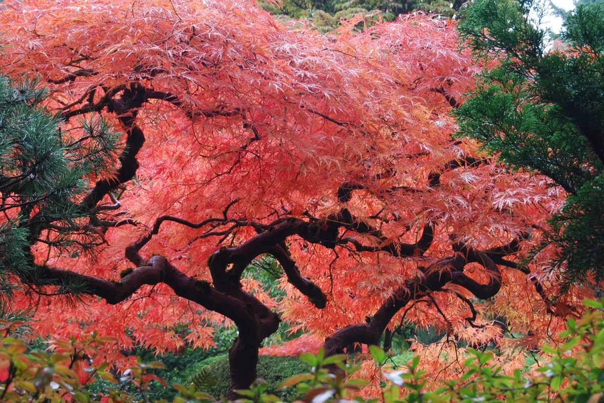 acero rosso giapponese