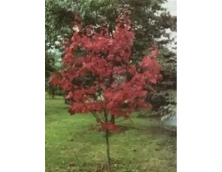 acero rosso