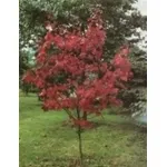 acero rosso