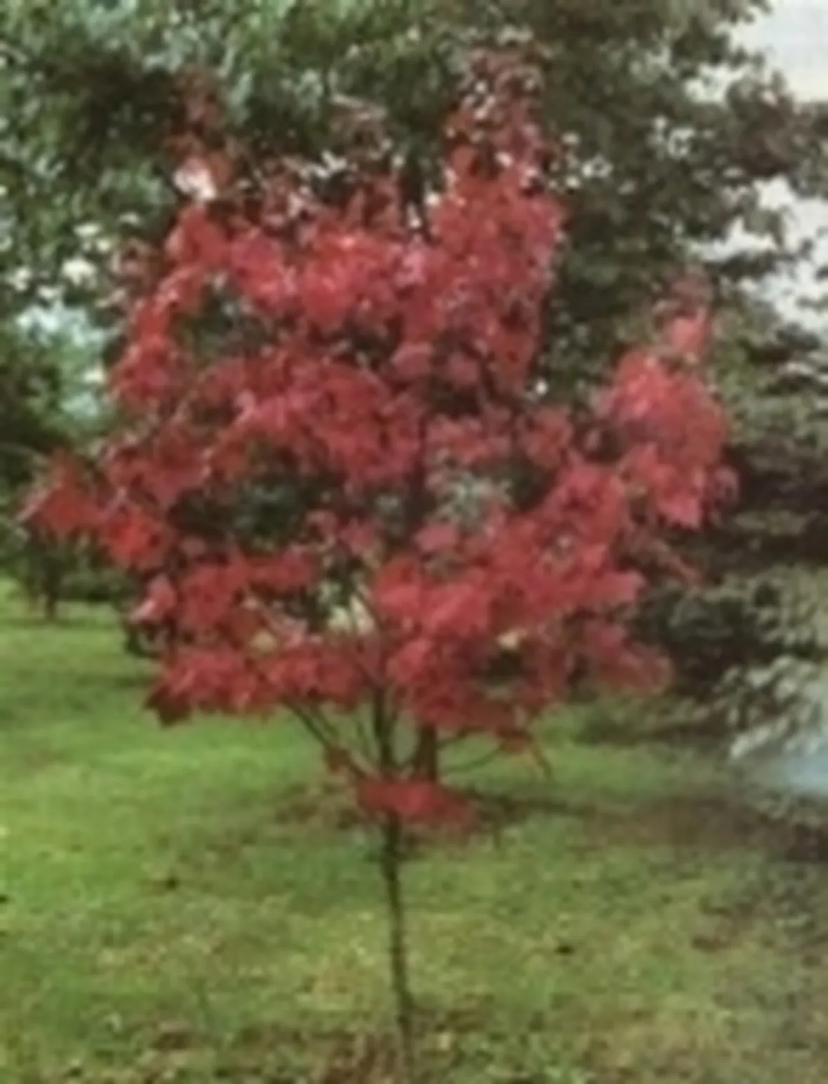 acero rosso