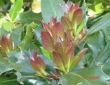 foto agrifoglio foglie rosse