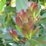 foto agrifoglio foglie rosse