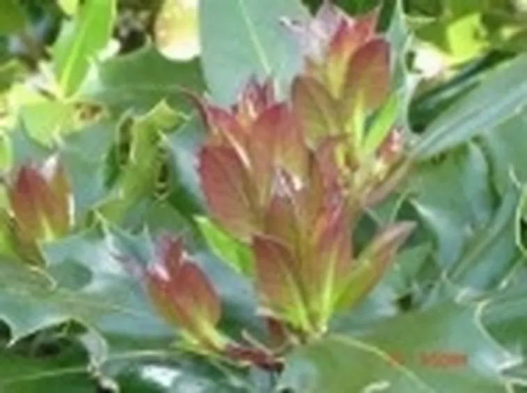 foto agrifoglio foglie rosse