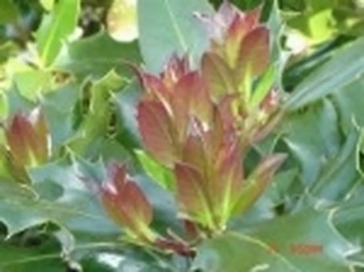 foto agrifoglio foglie rosse