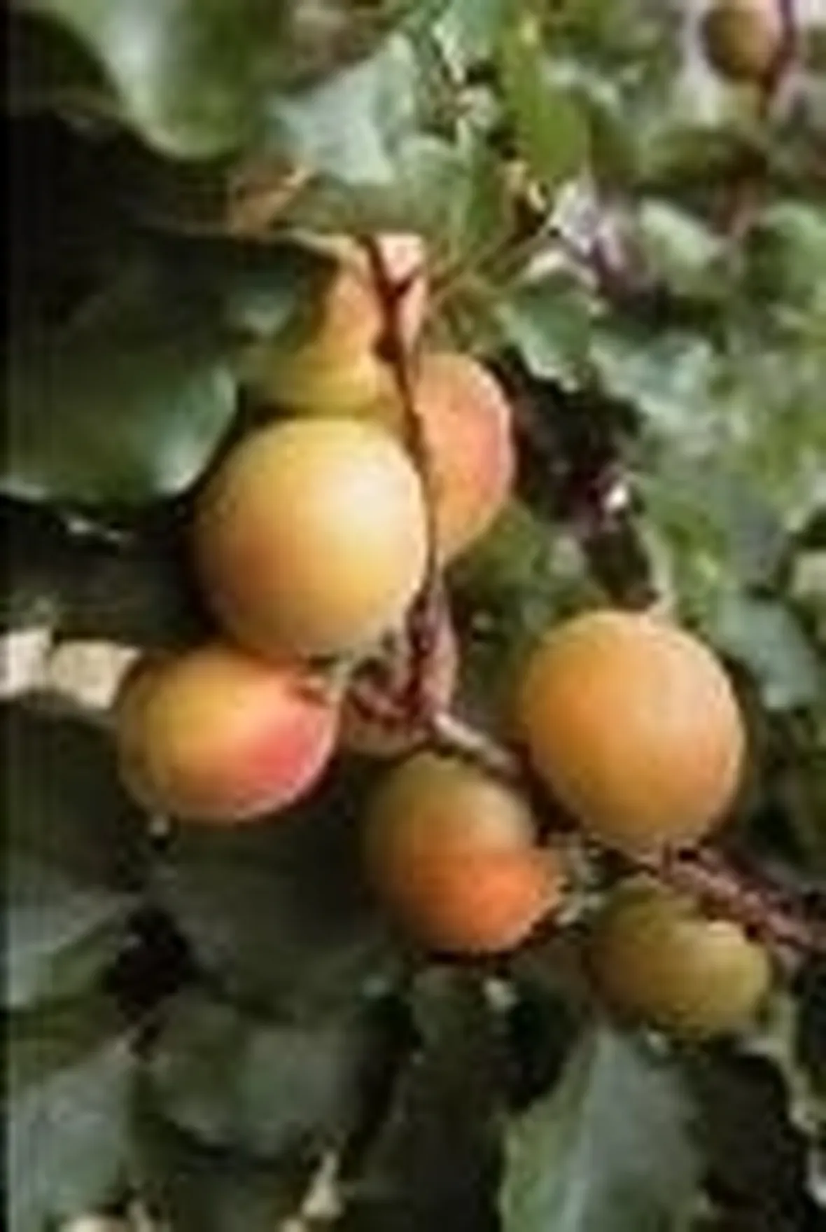 albicocco