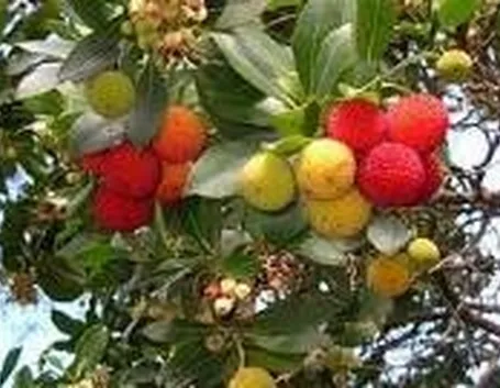 frutti corbezzolo
